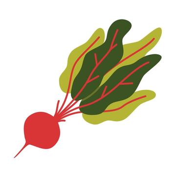 remolacha raíz verdura, plano vector