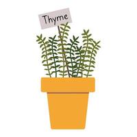 Thyme in a pot, cartoon style. Trendy modern illustration isolated on white background, hand drawn, flat design vector