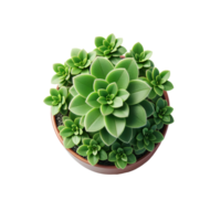 Green plant in pot for presentation png