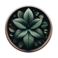 grön växt i pott för presentation png