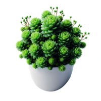 Green plant in pot for presentation png
