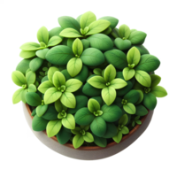 Green plant in pot for presentation png