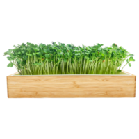 Microgreens in wooden box on background. png