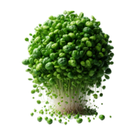 Abstract composition of various types of microgreens on background. png