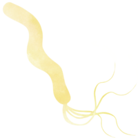 spirilla of helicobacter pylori bacterie png