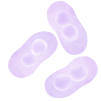 Staphylococcus Lungenentzündung Bakterien png