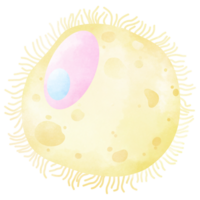 Egg cell. An hand drawn illustration of anatomy. png