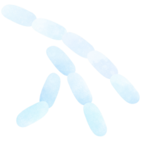 chaîne de bacilles bacille anthracite les bactéries png