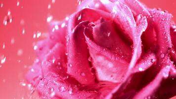 Super slow motion droplets of water fall on a freshly cut rose flower. Filmed on a high-speed camera at 1000 fps. High quality FullHD footage video