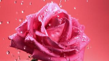 Super schleppend Bewegung Tröpfchen von Wasser fallen auf ein frisch Schnitt Rose Blume. gefilmt auf ein schnelle Geschwindigkeit Kamera beim 1000 fps. hoch Qualität fullhd Aufnahmen video