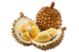 frisch Durian Thailand Obst tropisch png