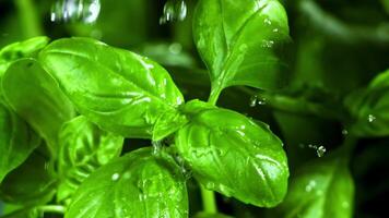 Super slow motion Basil leaves . High quality FullHD footage video