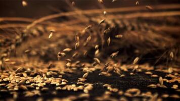 Super slow motion of rye grains fall on the table. On a dark background. Filmed on a high-speed camera at 1000 fps.High quality FullHD footage video