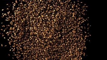 The super slow motion of the barley grain is lifted up. On a black background.Filmed on a high-speed camera at 1000 fps. High quality FullHD footage video