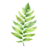 Fern leaf plant watercolor herb illustration png