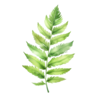 Fern leaf plant watercolor herb illustration png