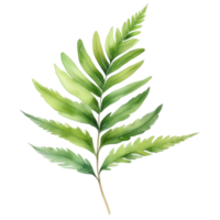 Fern leaf plant watercolor herb illustration png