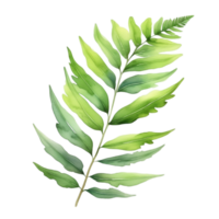 Fern leaf plant watercolor herb illustration png
