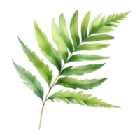 Fern leaf plant watercolor herb illustration png