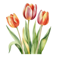 Tulip flower watercolor illustration png