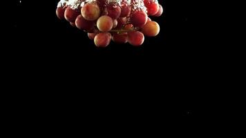 A sprig of ripe grapes falls under the water with air bubbles. On a black background. Filmed is slow motion 1000 frames per second. video