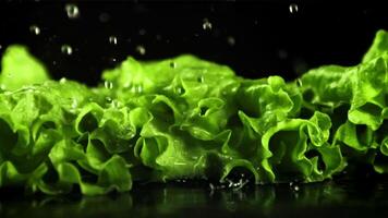 Drops of water fall on the leaves of fresh lettuce. On a black background. Filmed is slow motion 1000 fps. High quality FullHD footage video