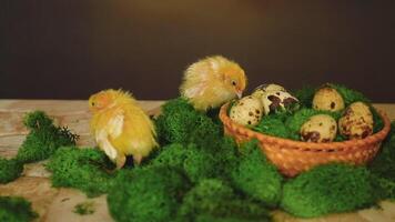 Two small yellow quail chicks are running around on the moss near a basket of quail eggs video