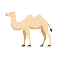 Flat illustration of camel on isolated background vector