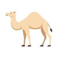 Flat illustration of camel on isolated background vector