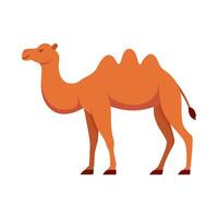 Flat illustration of camel on isolated background vector