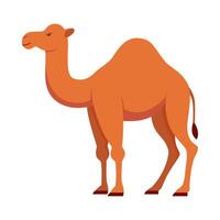 Flat illustration of camel on isolated background vector