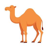 Flat illustration of camel on isolated background vector