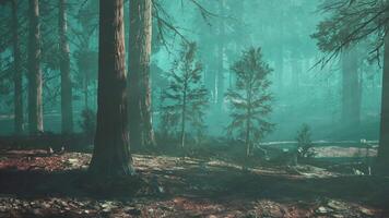 A forest filled with lots of tall trees. dark forest video