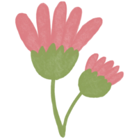 deux rose fleurs sur transparent Contexte png