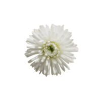 schattig bloemen isoleren png