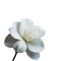 cute flowers isolate png