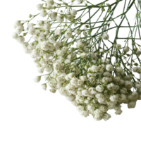 söt blommor isolera png