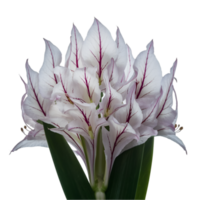 carino fiori isolato png