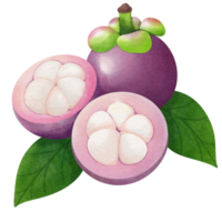 This realistic watercolor painting depicts a mangosteen fruit with its characteristic purple rind and white, fleshy segments. png