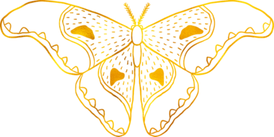 Butterfly in doodle style with golden foil effect. png