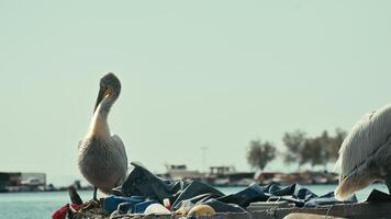 Pelican Cleaning Its Feathers on the Boat video