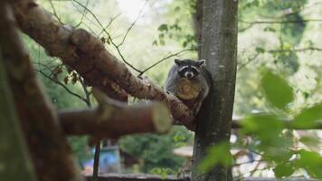 mapache sentado en un árbol a el zoo video