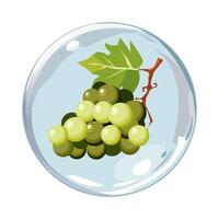 Healthy green grape in air bubble. Isolated illustration on white background. Summer fruit for flat design of cards, banner, presentations, logo, poster vector