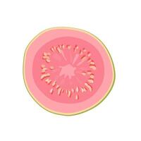 Juicy and healthy pink thin slice of guava isolated on white background. sliced tropical fruit illustration in flat style. Summer clipart for design of card, banner, flyer, sale, poster, icons vector