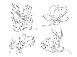 Flowers Magnolie line art outline illustration on white background vector