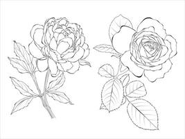 Peony and rose line art, outline Illustration. Flowers outline isolated on white background. Hand painted line art botanical illustration. vector