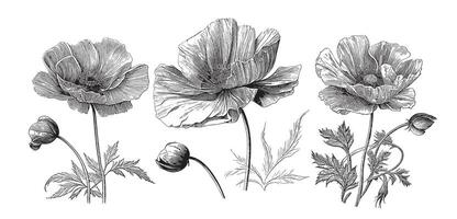 Poppy flower set hand drawn sketch in doodle style illustration vector