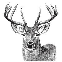 Deer face sketch hand drawn in doodle style illustration vector