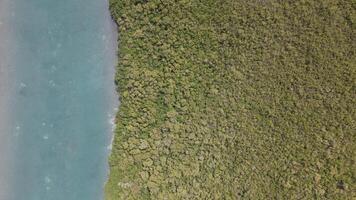 aéreo Visão do nichupté lagoa e mangue às Cancun video