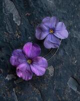 minúsculo púrpura piso flores de cerca foto